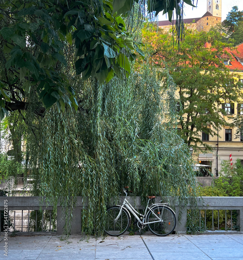 Bicycle near a lush tree in the green city