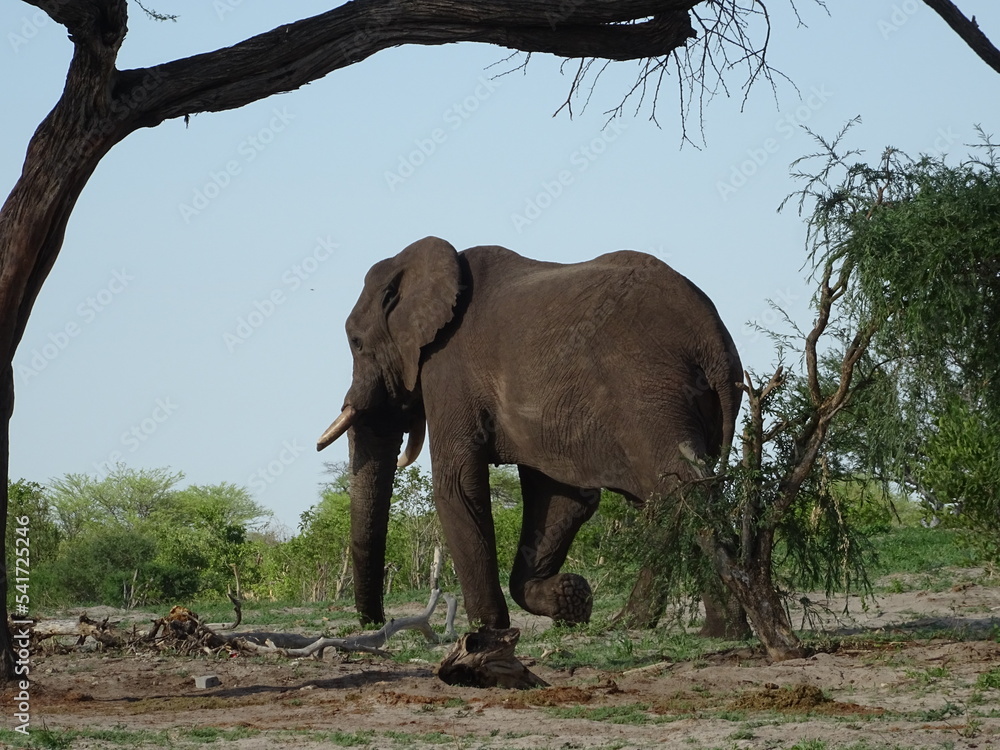 Fototapeta premium Elephant