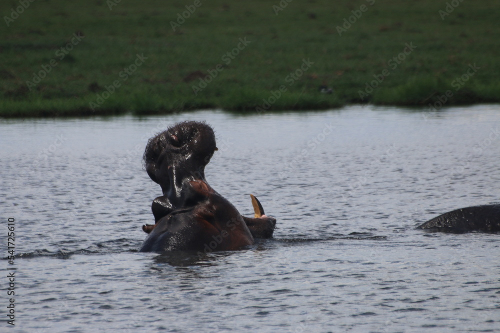 Fototapeta premium Hippopotame Zimbabwe