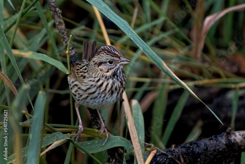 Beautiful Lincoln's sparrow (Melospiza lincolnii) sitting in grass photo