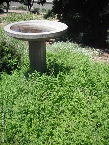 фотографія birdbath in garden