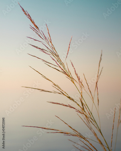 Beach grass against sunset sky