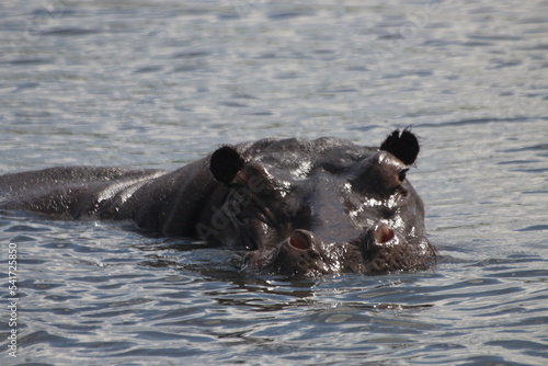 Hippopotame Zimbabwe