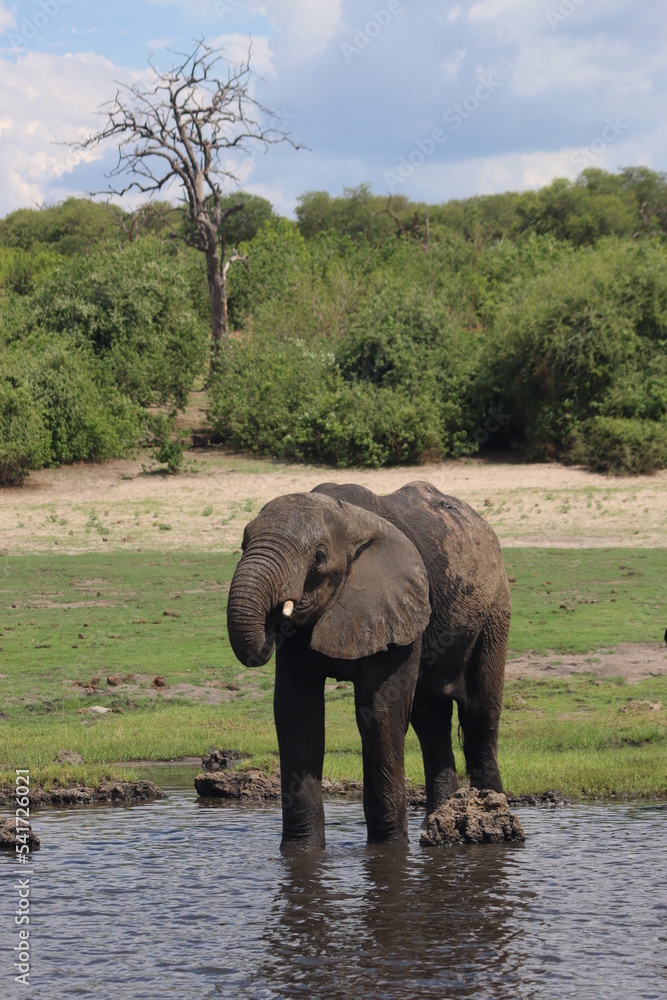 Fototapeta premium Elephant