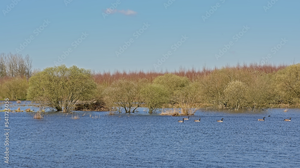 Wetlands with fresh green willow trees on a sunny spring day in Gentbrugse Meersen nature reserve, Ghent, Flanders, Belgium