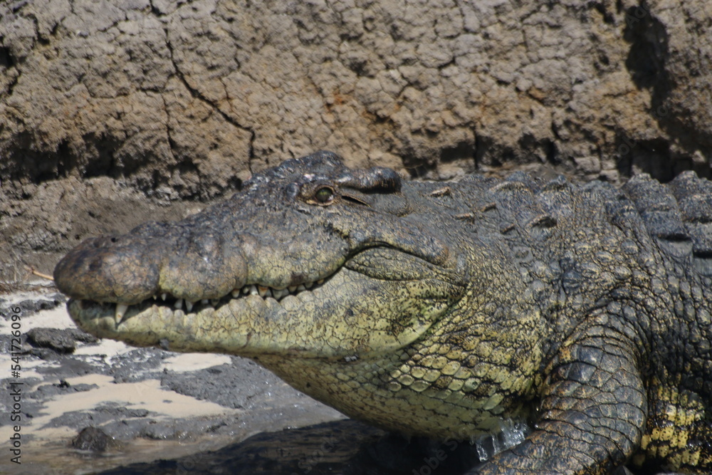 Crocodile Crocodile
