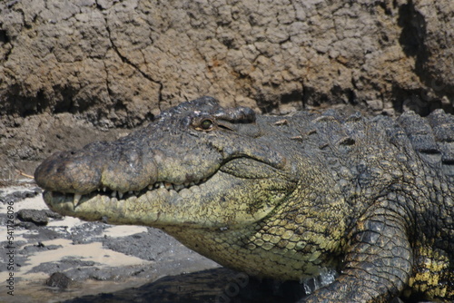 Crocodile © Regis Doucet