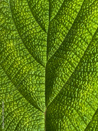 Gren leaf texture macro, background 