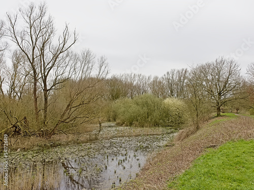 Creek in a marsh landscape in Bourgoyen nature reserve, Ghent, Belgium