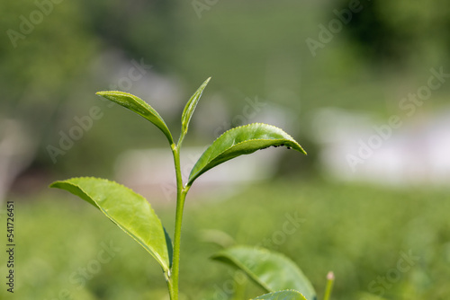 Top of Green tea leaf in the tea plantation. Fresh tea bud and leaves.