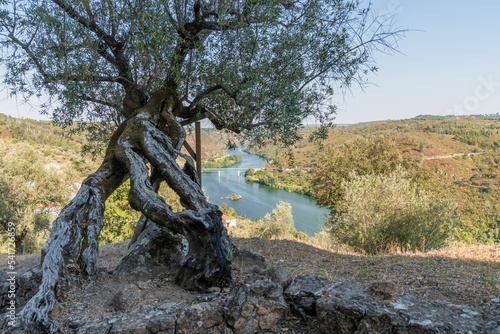Bridge over the Tagus River with an olive tree in the foreground in Belver, Gaviao, Portugal