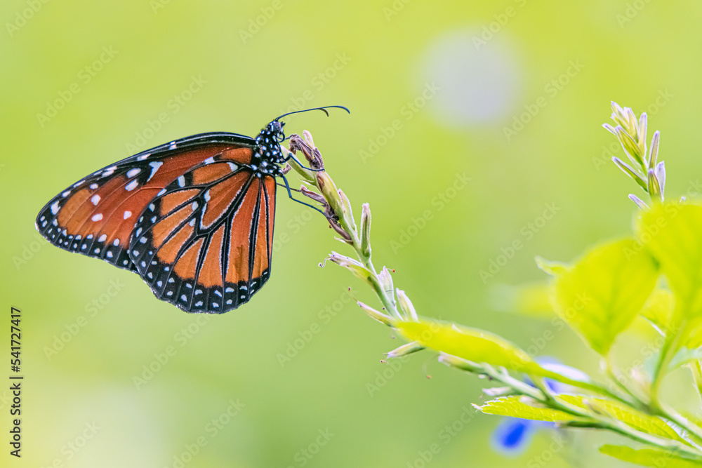 Obraz premium butterfly on a flower