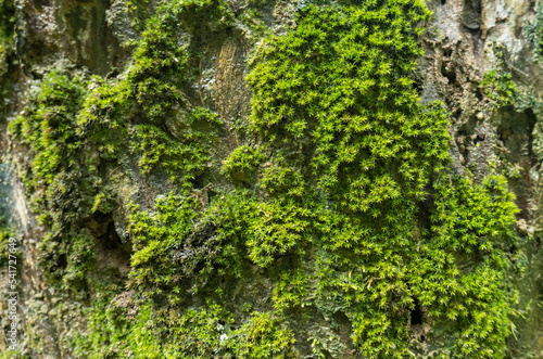 Green and moist moss  naturally occurring