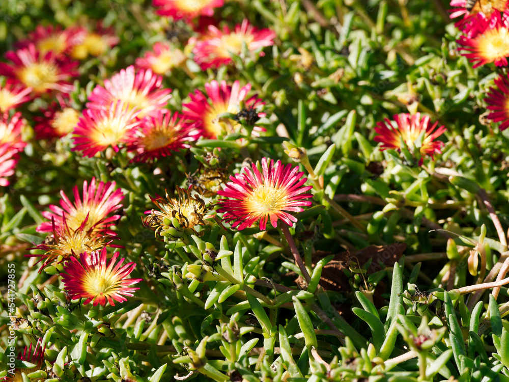 Delosperma cooperi | Pourpier de Cooper ou délosperme 'Merveille de feu, plante grasse à fleurs rouge, rose, magenta et jaune en tapis végétal Delosperma cooperi | Pourpier de Cooper ou délosperme 'Merveille de feu, plante grasse à fleurs rouge, rose, magenta et jaune en tapis végétal