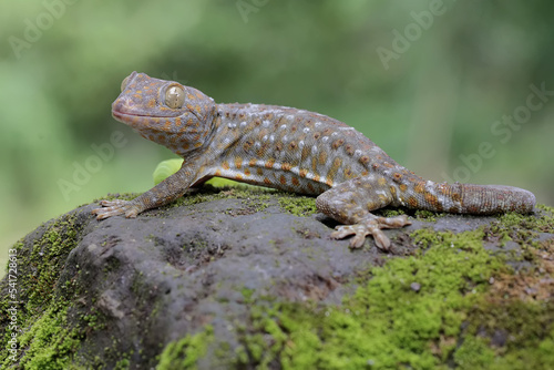 A tokay gecko is basking on moss-covered ground. This reptile has the scientific name Gekko gecko.