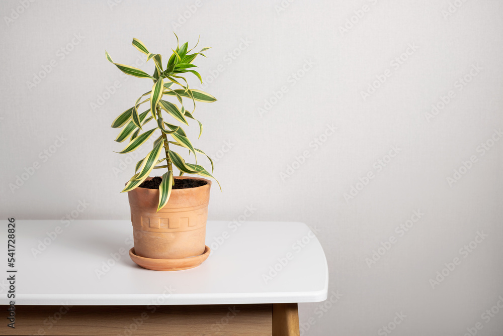 Fototapeta premium Dracaena Reflexa plant in clay pot in home interior. Plants in modern interior room. Gardening concept. copy space