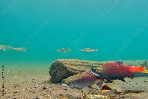 Lake Kussharo, Hokkaido Underwater photography of kokanee salmon in autumn