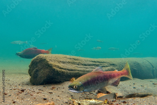 Lake Kussharo, Hokkaido Underwater photography of kokanee salmon in autumn
