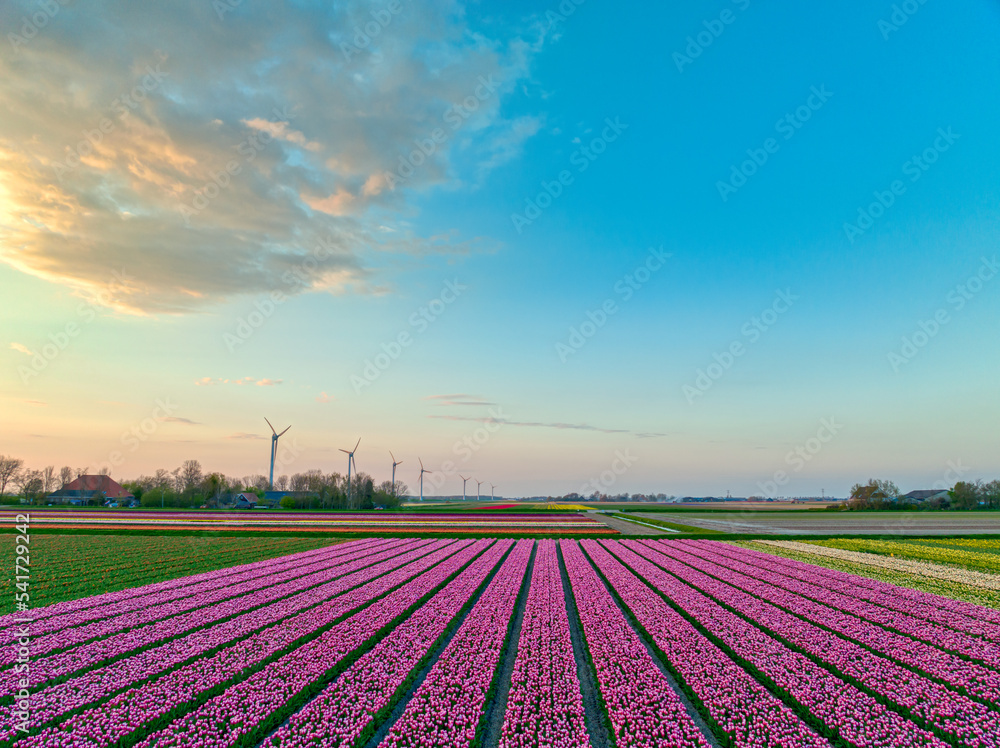 Field of pink tulips in The Netherlands.
