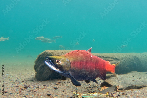 Lake Kussharo, Hokkaido Underwater photography of kokanee salmon in autumn
