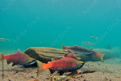Lake Kussharo, Hokkaido Underwater photography of kokanee salmon in autumn