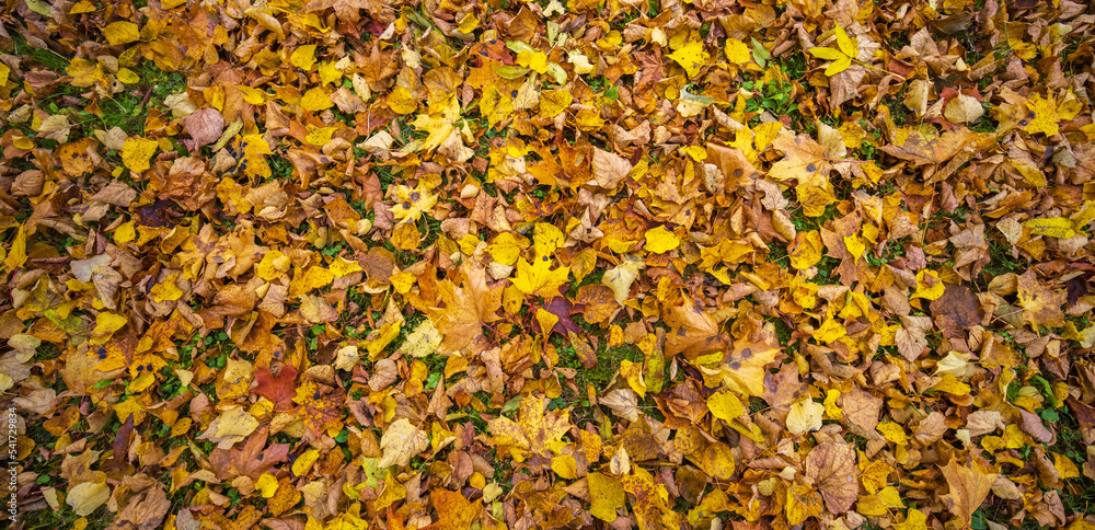Colorful leaves of a tree at autumn, autumn background Colorful leaves of a tree at autumn, autumn background