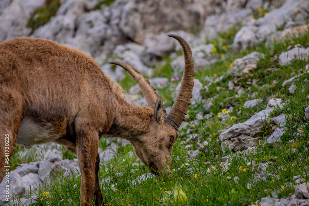 Alpine ibex picture taken in Julian alps, Slovenia Alpine ibex picture taken in Julian alps, Slovenia