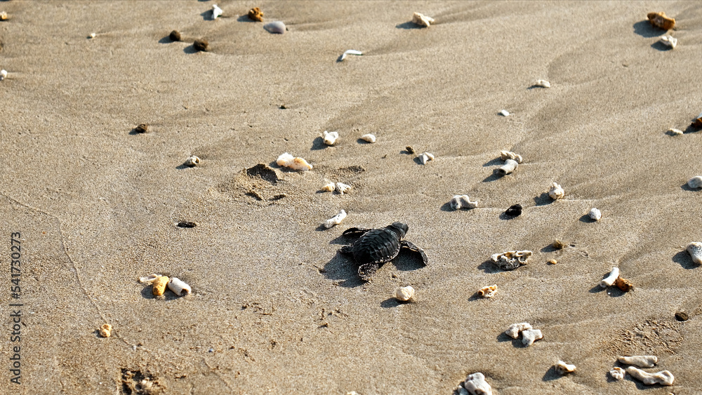 The turtles in nature just born, run in the sand by the seashoreturtles in nature just born, run in the sand by the seashore The turtles in nature just born, run in the sand by the seashoreturtles in nature just born, run in the sand by the seashore