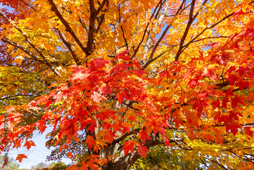 Wallpaper Mural Looking up into maple trees in full fall foliage.  Bright sunny October day. Torontodigital.ca