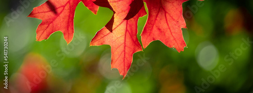 Banner red leaves of holly oak.