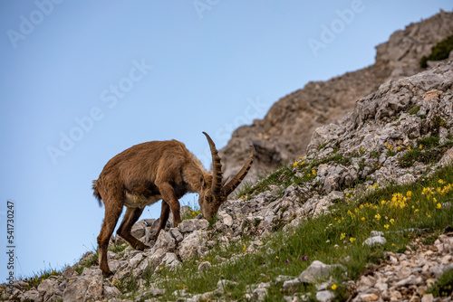 Alpine ibex picture taken in Julian alps  Slovenia 