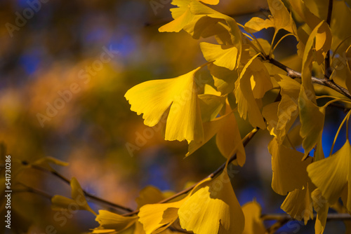 Leaves of ginkgo biloba. Yellow leaves of ginkgo biloba on a tree branch.