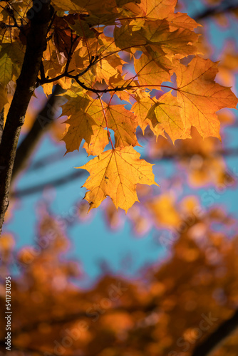Autumn landscape. Yellow autumn leaves and black trunks against a blue sky.