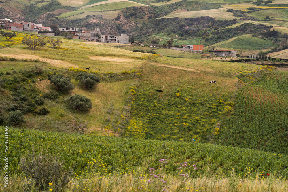 Fototapeta premium View of the countryside, Bizerte region - northern tunisia