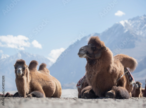Camels safari in Nubra Valley, Ladakh, India .background is a beautiful blue sky.