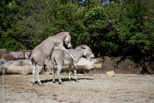Two donkeys procreate at the zoo
