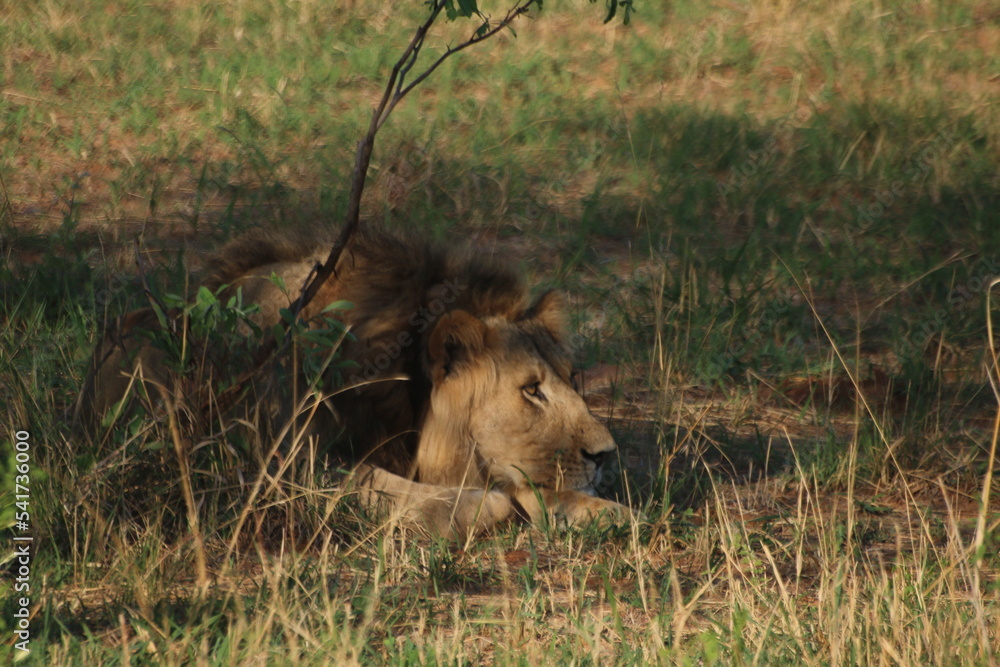 Lions Lions