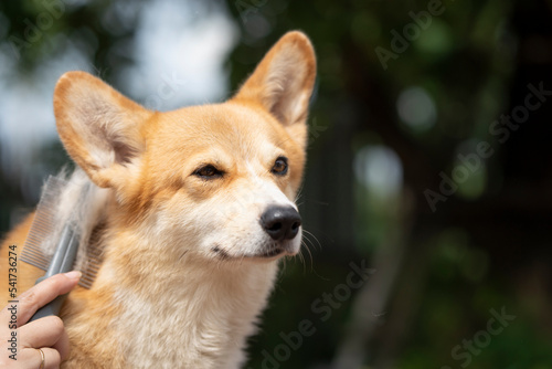 Close up young beautiful woman combing fur corgi dog on a table with green background