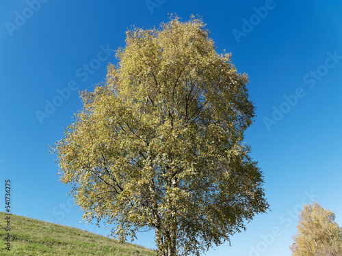 Canvas Print Populus tremula | Common aspen - Eurasian aspen - European aspen - Quaking aspen