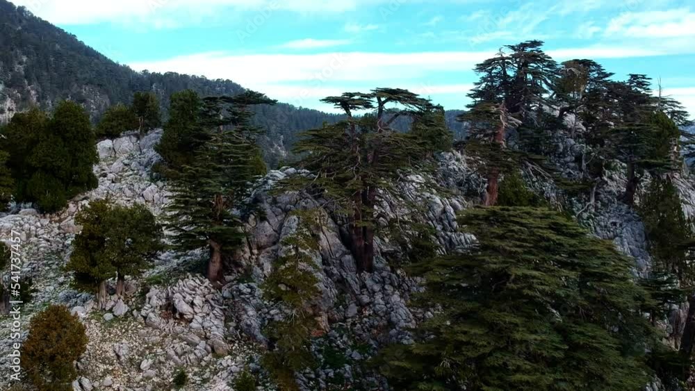 Mountain range in the Taurus mountains. Lebanese cedars on the mountain slopes at sunset. Panoramas of the Lycian trail in Turkey. Mountain range in the Taurus mountains. Lebanese cedars on the mountain slopes at sunset. Panoramas of the Lycian trail in Turkey.