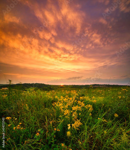  Sunset over prairie grass in Madison, WI