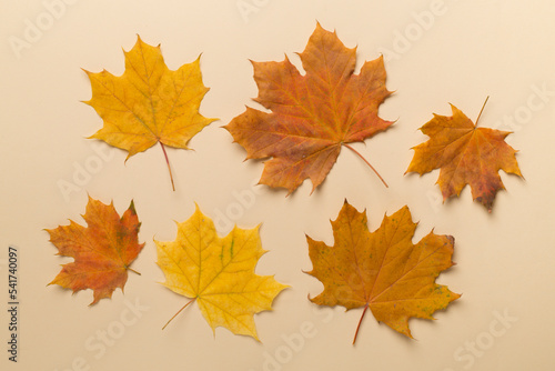 Colorful autumn maple leaves on color background, top view