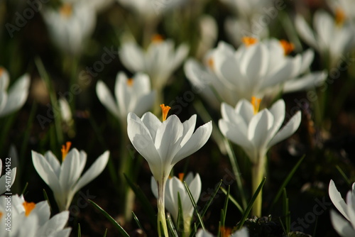 white crocus flowers