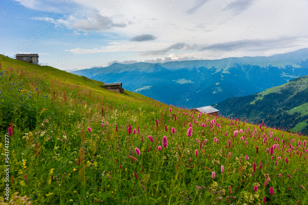 meadow with flowers and mountains