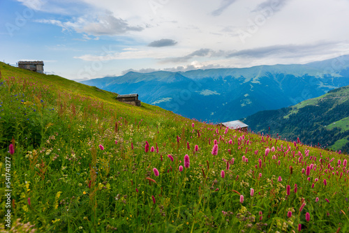 meadow with flowers and mountains © yakupyener