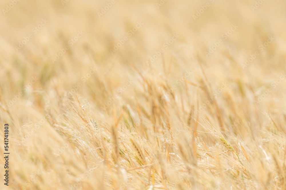 Wheat fields of Cap Bon, north east Tunisia Wheat fields of Cap Bon, north east Tunisia