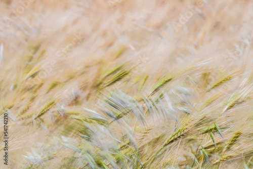 Wheat fields of Cap Bon  north east Tunisia