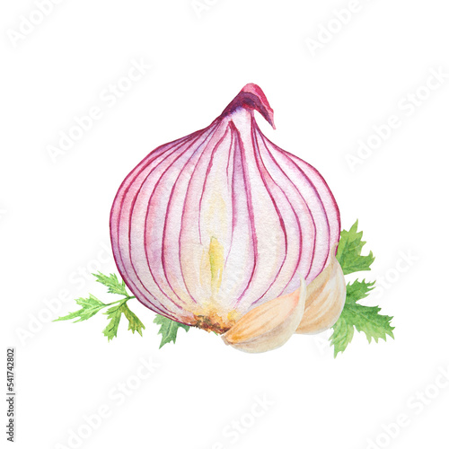 Hand drawn watercolor onion, garlic and green parsley leaves isolated on white background