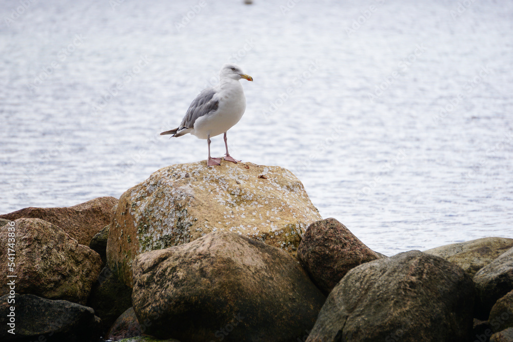 Möwe steht auf einem Felsen und blickt auf das Meer, Vogel, Tierfoto Möwe steht auf einem Felsen und blickt auf das Meer, Vogel, Tierfoto