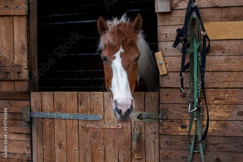 A bay horse in a paddock at a horse farm. Hobby, animals.